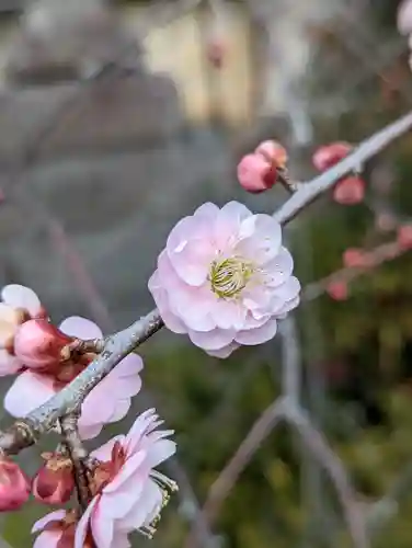 梅宮大社(京都府)