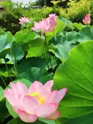長善寺(東京都)