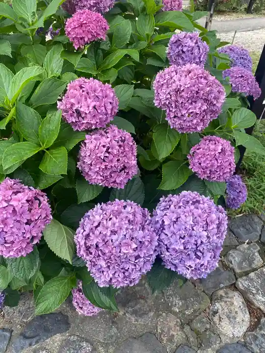 御霊神社の自然