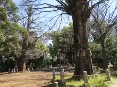 赤坂氷川神社の自然