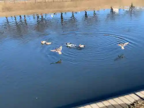 岩淵八雲神社の動物
