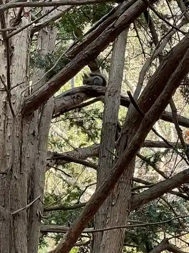 北海道神宮の動物