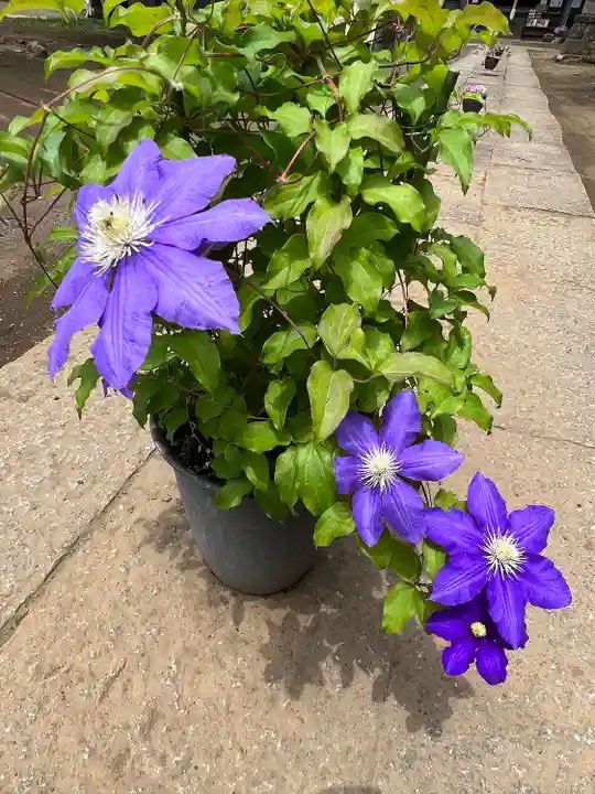 伏木香取神社(茨城県)