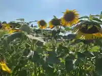 神明神社(大薮町)の周辺