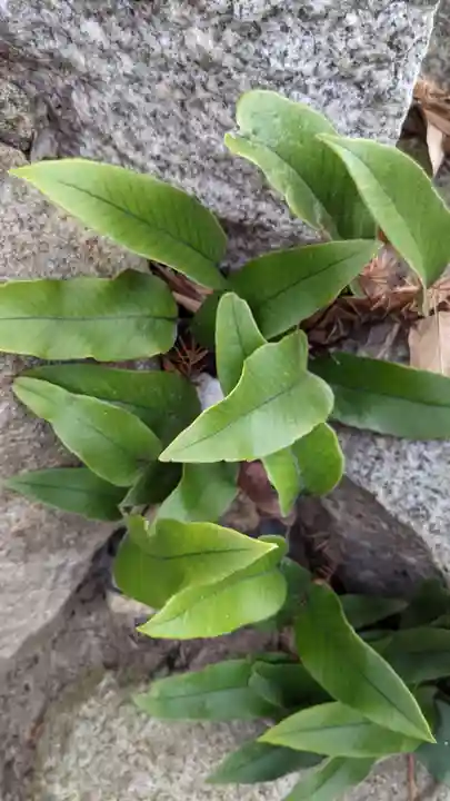 清洲山王宮 日吉神社の自然