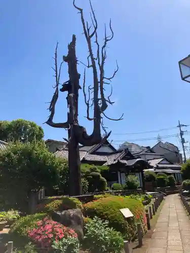 円乗院(東京都)