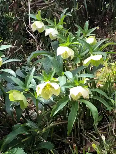 日枝神社水天宮の自然