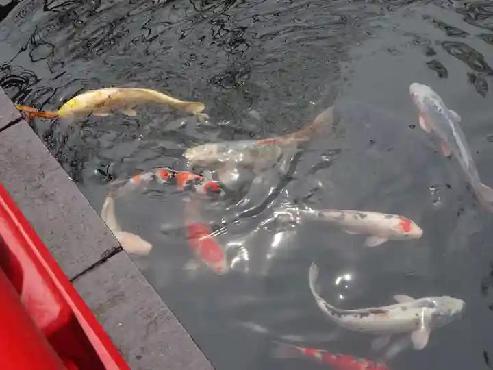 貫井神社の動物