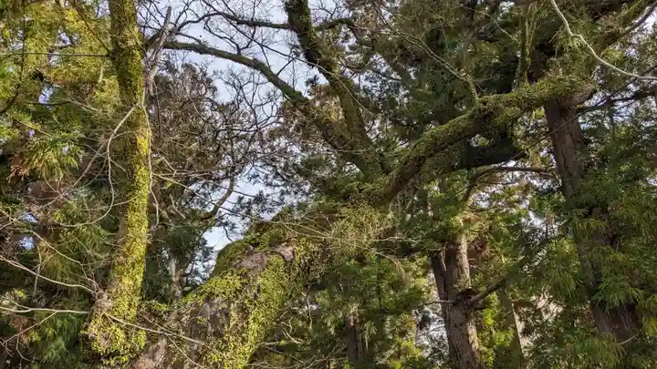 椙本神社の自然