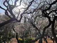 湯島天満宮の自然