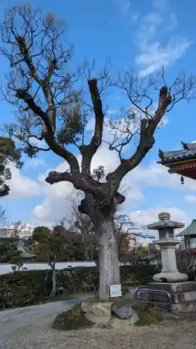 愛染堂勝鬘院の自然