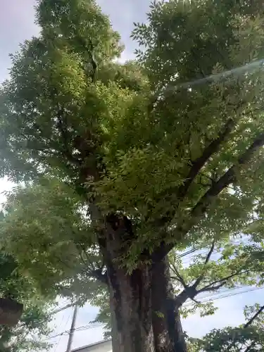 氷川神社(埼玉県)