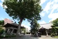 總持寺の自然