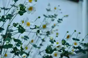 正安寺(神奈川県)(2025年11月06日(木) 12時07分05秒投稿)