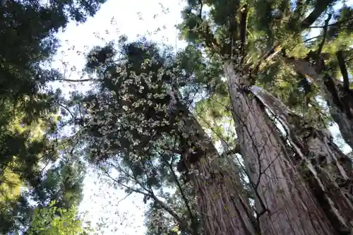 磐椅神社の自然