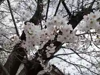 伏木香取神社の自然