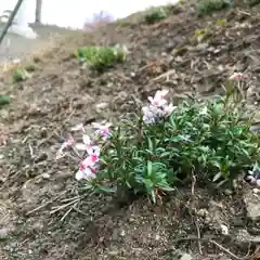 高司神社〜むすびの神の鎮まる社〜の自然