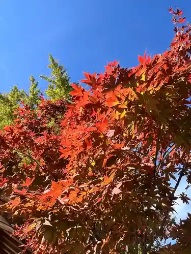 紅葉八幡宮(福岡県)