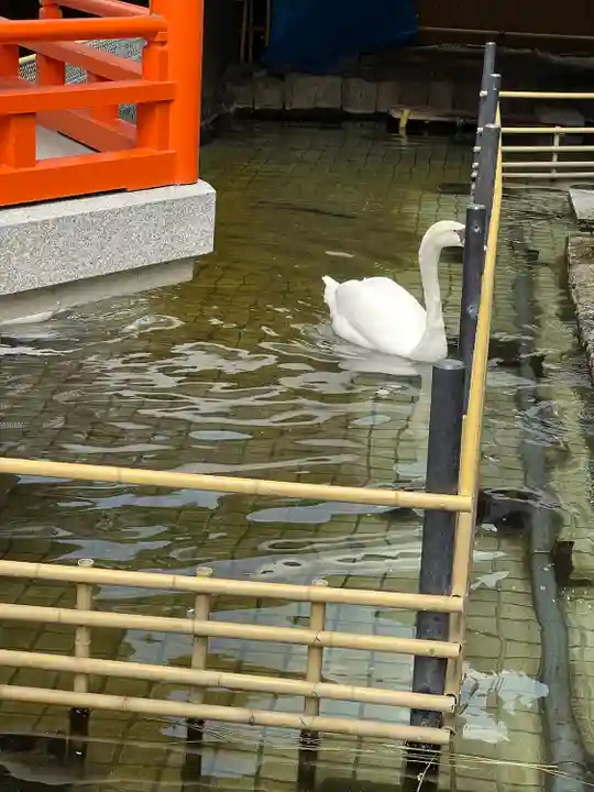 頂法寺(六角堂)の動物