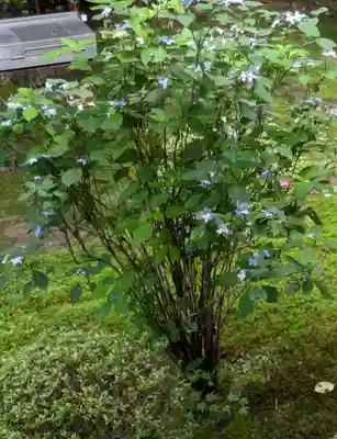 寂光院(京都府)