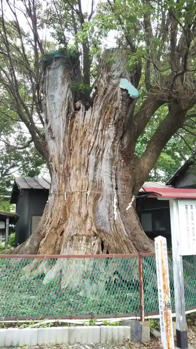 下清水八幡神社の自然