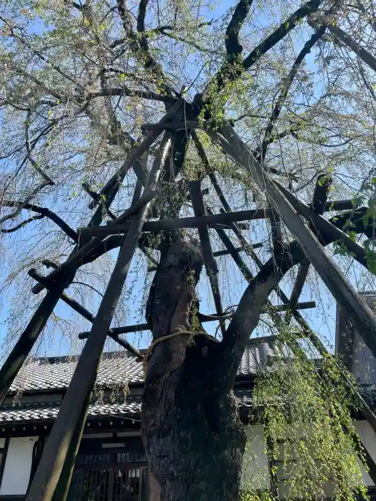 大光寺の{uncategorized: "未分類", other: "その他", undefined: "問題あり", building: "その他建物", grave: "お墓", sacred_gate: "鳥居", guardian: "狛犬", statue: "像", buddha: "仏像", history: "歴史", nature: "自然", garden: "庭園", animal: "動物", pagoda: "塔", temizu: "手水舎", mountain_gate: "山門・神門", sanctuary: "本殿・本堂", subordinate: "末社・摂社", art: "芸術", scenery: "景色", jizo: "地蔵", ema: "絵馬", goshuin: "御朱印", omikuji: "おみくじ", items: "授与品その他", amulet: "お守り", goshuincho: "御朱印帳", eats: "食事", festival: "お祭り", votive_dance: "神楽", shichigosan: "七五三参", wedding: "結婚式", experience: "体験その他", initially: "初詣", around: "周辺", anti_infection: "感染症対策"}