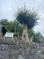 夫婦木神社の自然