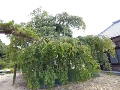 金剛寺(愛知県)