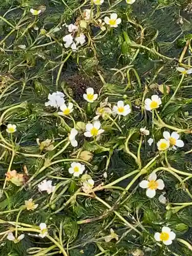 小烏神社(福井県)