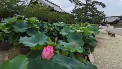 本山専修寺(三重県)
