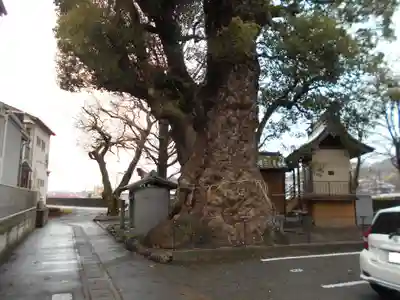 高橋東神社の自然