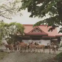 釧路一之宮 厳島神社の動物