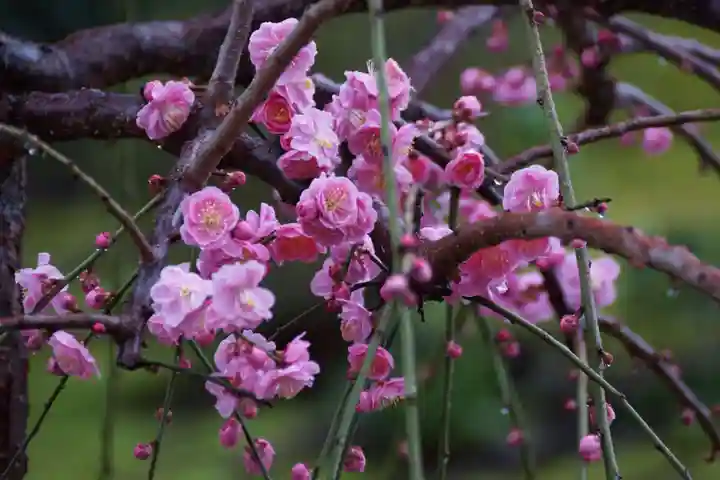 城南宮(京都府)