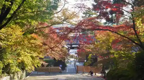 光明寺（粟生光明寺）の自然