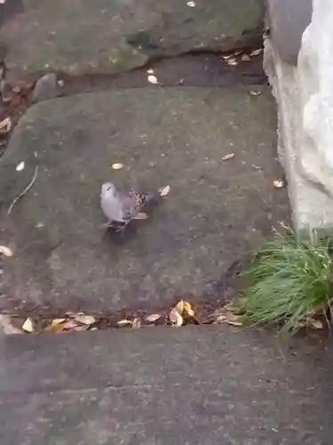 善養寺（善養密寺）(東京都)