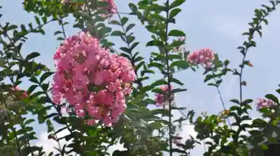 法音寺のその他建物
