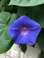 諏訪神社の自然