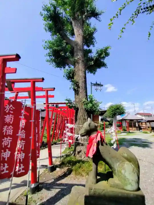 於菊稲荷神社(群馬県)