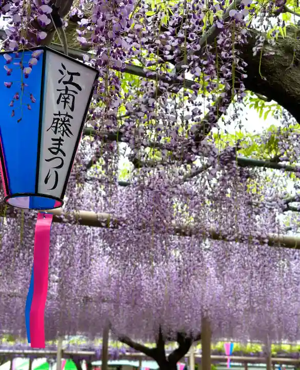 曼陀羅寺の自然