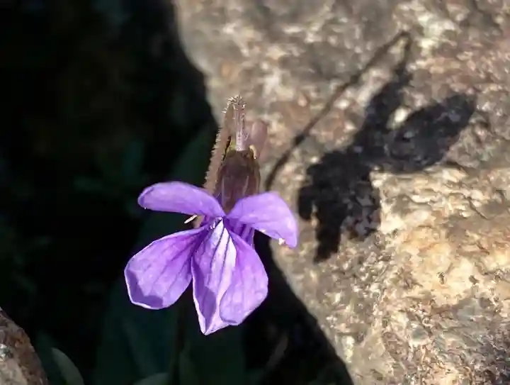 西方山極楽寺(岐阜県)