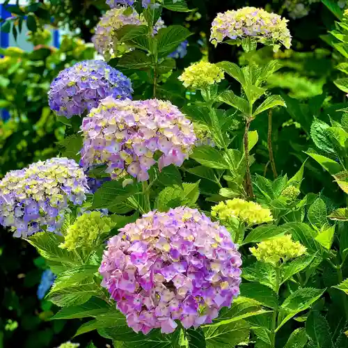 埼玉厄除け開運大師・龍泉寺（切り絵御朱印発祥の寺）の自然