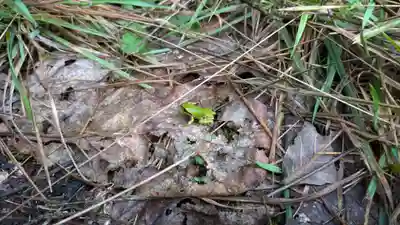 雨紛神社の動物