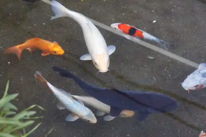 小浜神社(長崎県)