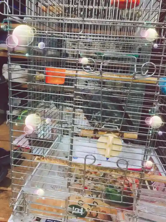 榮久山大法寺の動物