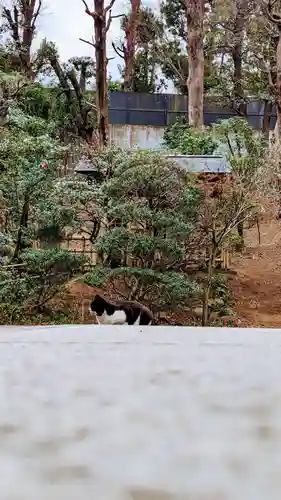 白金氷川神社の動物