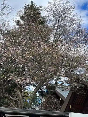櫻木神社(千葉県)