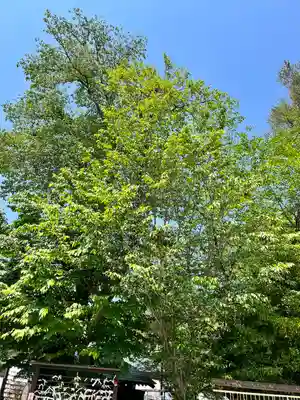 櫻木神社(千葉県)