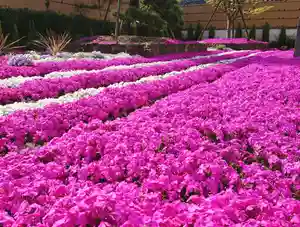 寿量山 速成寺の庭園(2020年04月24日(金) 12時43分32秒投稿)