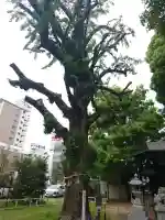 金山神社の{uncategorized: "未分類", other: "その他", undefined: "問題あり", building: "その他建物", grave: "お墓", sacred_gate: "鳥居", guardian: "狛犬", statue: "像", buddha: "仏像", history: "歴史", nature: "自然", garden: "庭園", animal: "動物", pagoda: "塔", temizu: "手水舎", mountain_gate: "山門・神門", sanctuary: "本殿・本堂", subordinate: "末社・摂社", art: "芸術", scenery: "景色", jizo: "地蔵", ema: "絵馬", goshuin: "御朱印", omikuji: "おみくじ", items: "授与品その他", amulet: "お守り", goshuincho: "御朱印帳", eats: "食事", festival: "お祭り", votive_dance: "神楽", shichigosan: "七五三参", wedding: "結婚式", experience: "体験その他", initially: "初詣", around: "周辺", anti_infection: "感染症対策"}