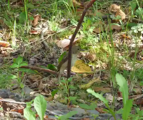 留辺蘂神社の動物